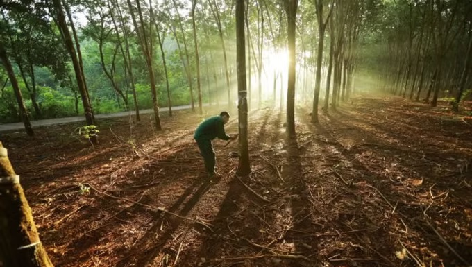 Vì sao giá cao su sẽ tăng mạnh trong tương lai?